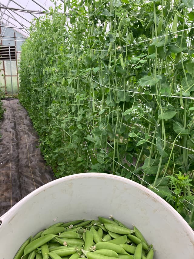 /gallery/peas.JPG